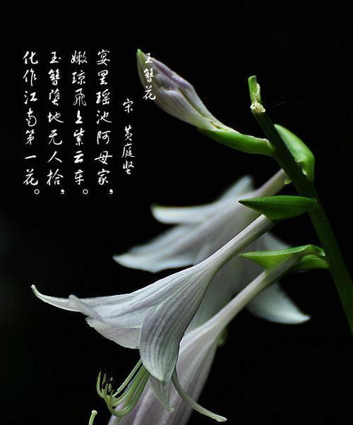 玩瑶妹时应该选择哪种花表达浪漫？它们的花语是什么？