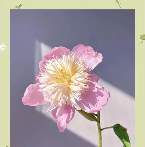芍药的花语是什么？有哪些特别的含义？