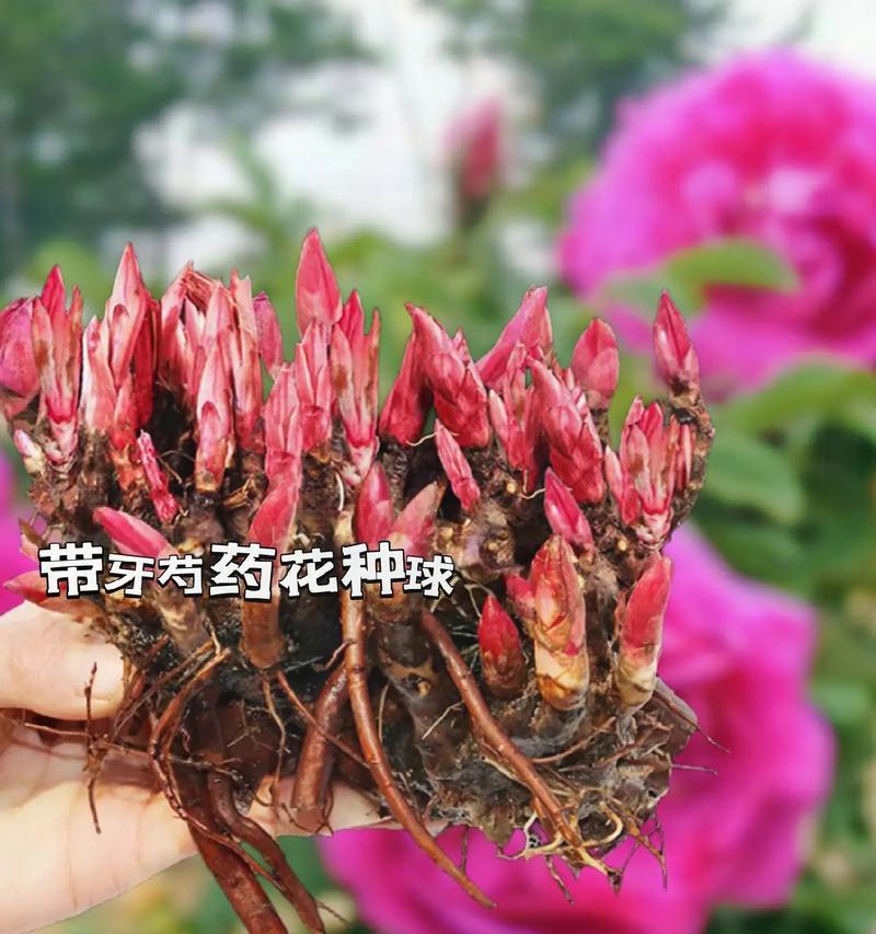 芍药的花语是什么？有哪些特别的含义？
