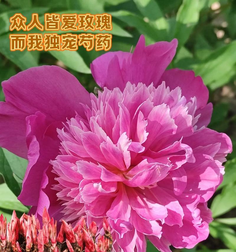 芍药的花语是什么？有哪些特别的含义？