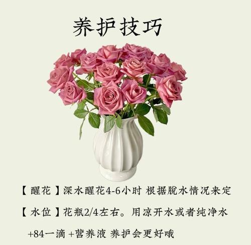 香味玫瑰代表什么？香味玫瑰的花语有何特别之处？