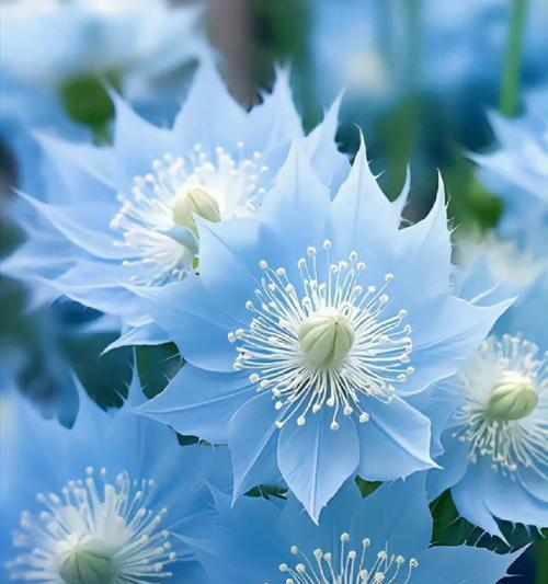 花语融解的下一句花语是什么？