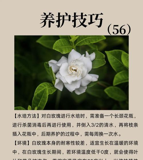 火烧白玫瑰象征着什么？