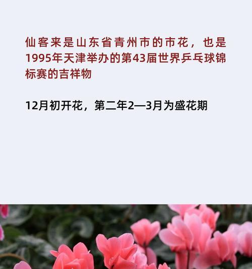 各种花朵植物的花语都有哪些？