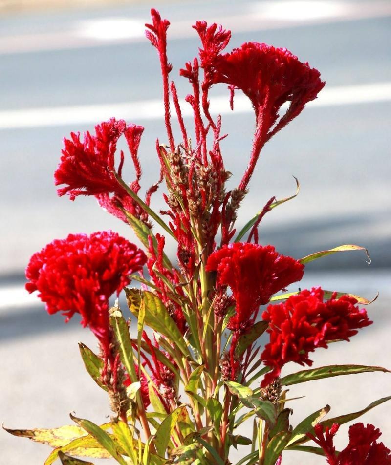 一枝低调的花语有何含义？为何被视为低调？