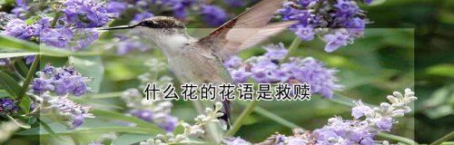 你能猜出这是哪种花的花语吗？