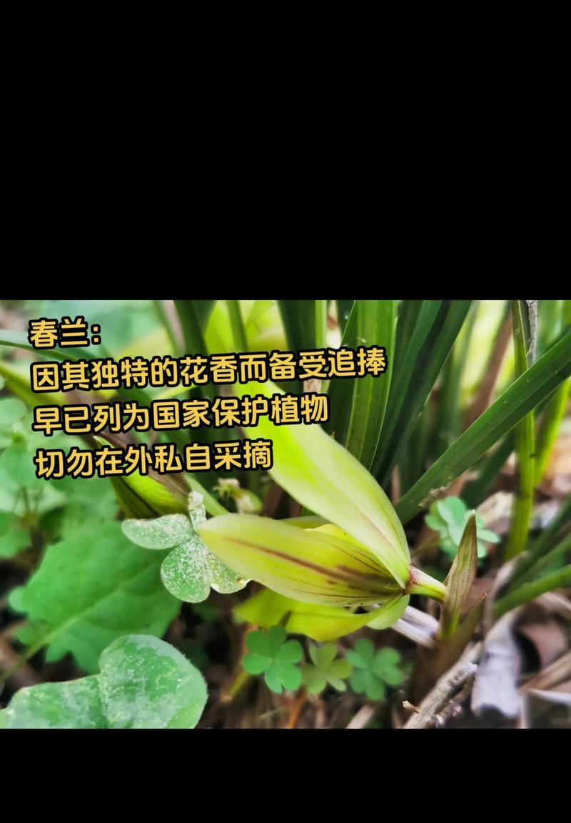 兰花的花语有哪些深刻的象征意义？
