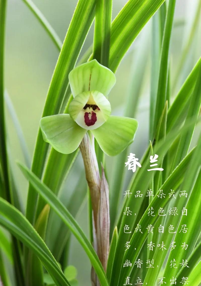 兰花的花语有哪些深刻的象征意义？