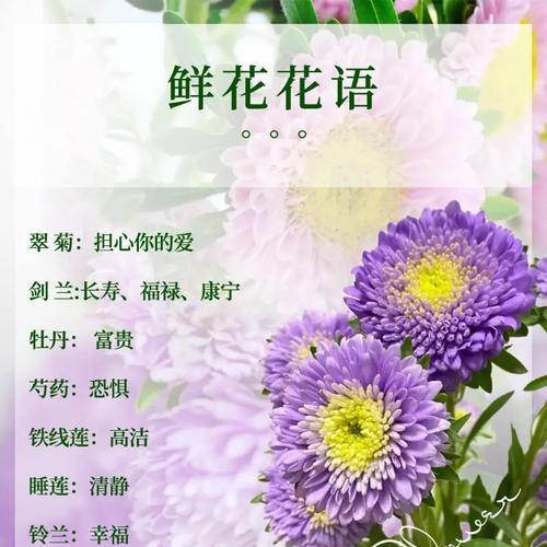红杏花的品种及其花语有何不同？