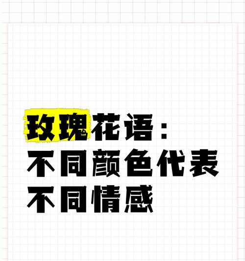 不同颜色玫瑰的花语分别是什么？如何选择？