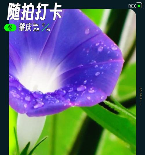 哪种花的花语代表放手释然？