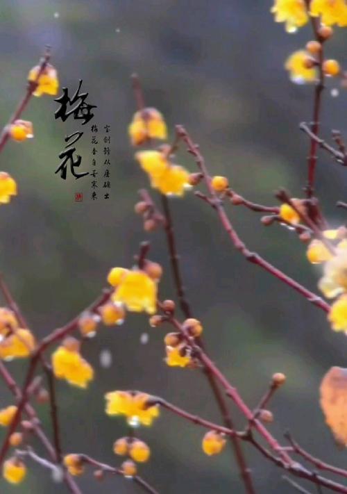 腊梅泡茶，花语中蕴含了什么？