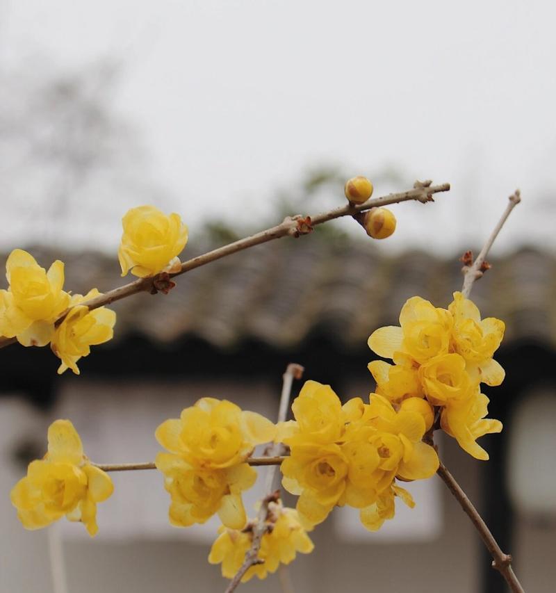 腊梅泡茶，花语中蕴含了什么？
