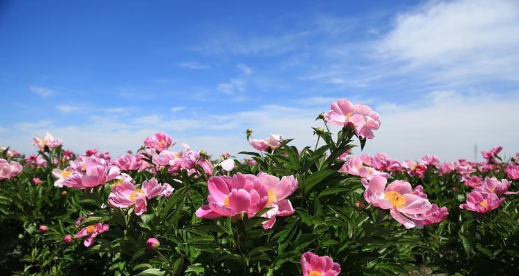 五句丝路的花语是什么意思？它传达了哪些信息？