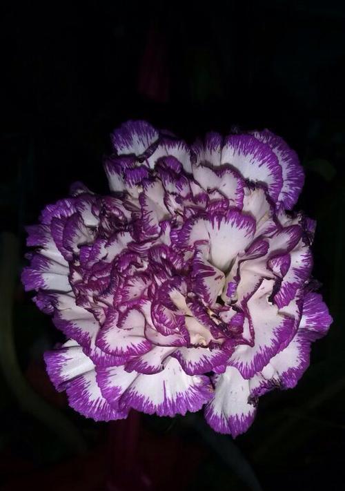 紫色边康乃馨的花语寓意是什么？