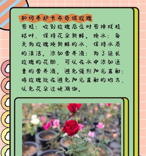 最近最流行玫瑰花语是什么？流行玫瑰花语有哪些变化？