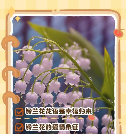 幸福的花语和寓意通常是什么？