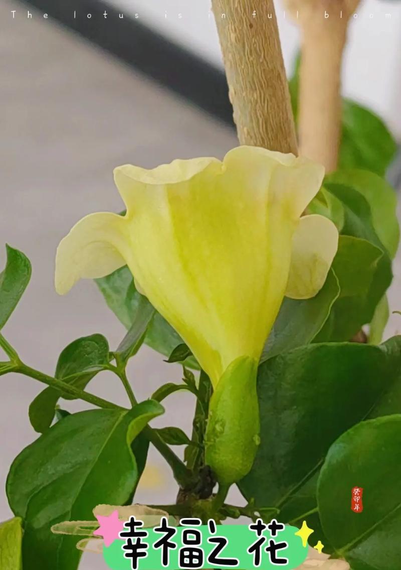 幸福的花语和寓意通常是什么？