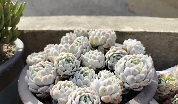 冰城之恋的花语是什么意思？它传递了怎样的情感？