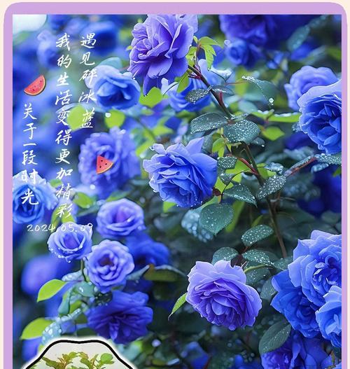 冰城之恋的花语是什么意思？它传递了怎样的情感？