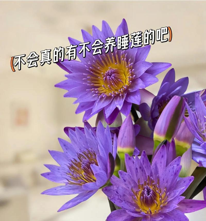 紫色睡莲代表了哪些花语？