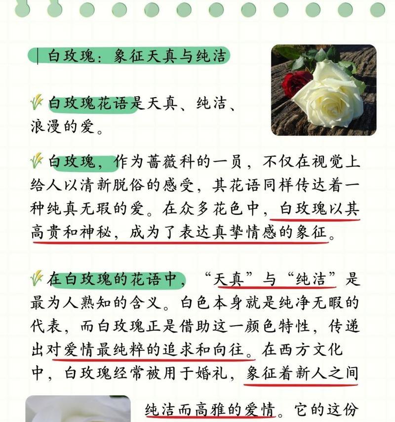 白玫瑰喷色的花语有何特别之处？喷色白玫瑰的花语是什么意思？