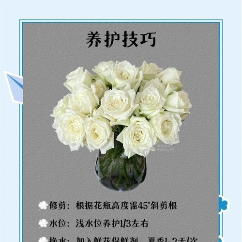 白玫瑰喷色的花语有何特别之处？喷色白玫瑰的花语是什么意思？