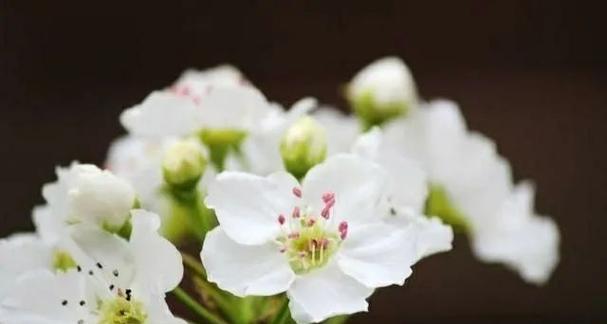 花语晨曦中梨的象征是什么？梨在花语中代表什么？