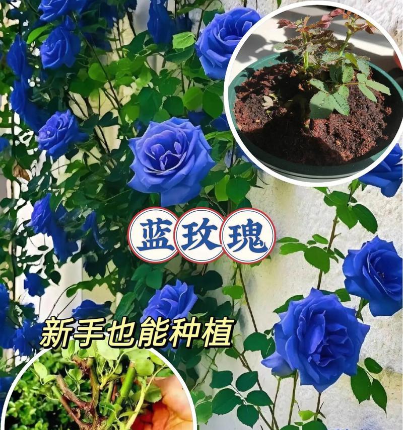 13朵蓝玫瑰代表什么？蓝玫瑰的花语有哪些？