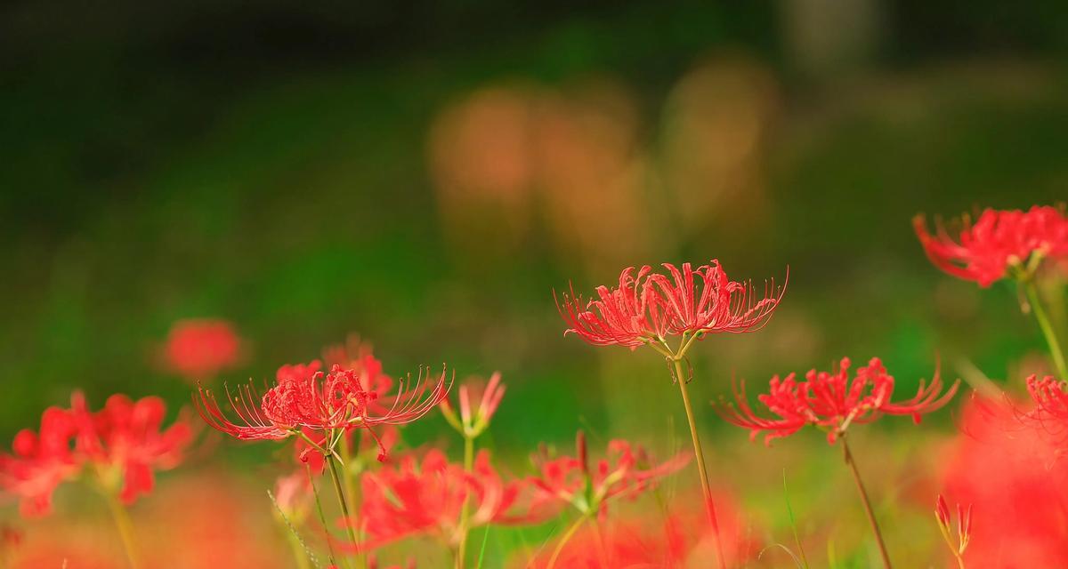 必胜花语的花卉有哪些？它们象征着什么？