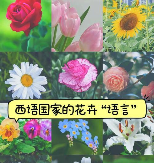 必胜花语的花卉有哪些？它们象征着什么？