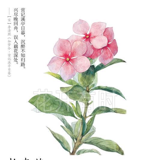 哪种花的花语代表厌烦？含义是什么？