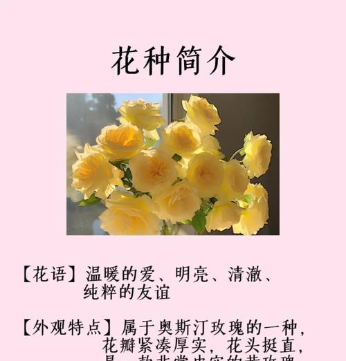 金香玫瑰的花语代表了什么？