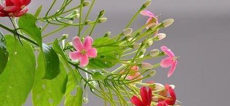 花语貌美如花什么意思？这句话背后的花语含义是什么？