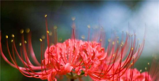 花语貌美如花什么意思？这句话背后的花语含义是什么？