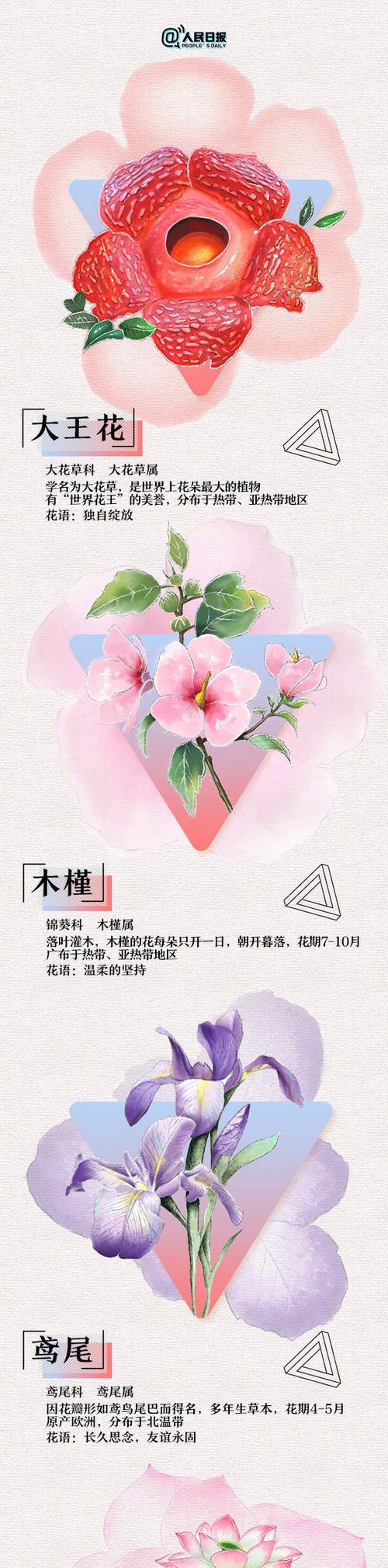 情人约会时常用的浪漫花语有哪些？
