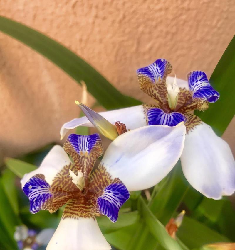 水兰花的花语寓意有何深意？