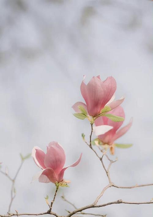 木棠花的寓意和花语是什么？木棠花的象征含义？