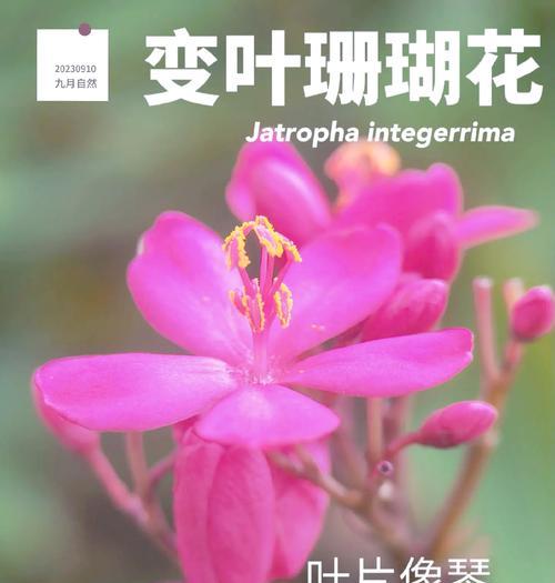 珊瑚之星花语有何深层含义？