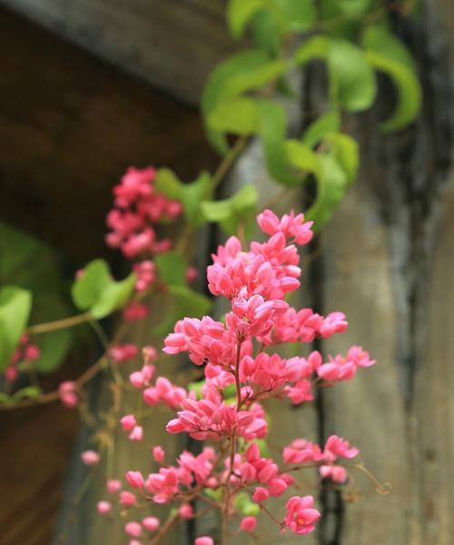 珊瑚之星花语有何深层含义？