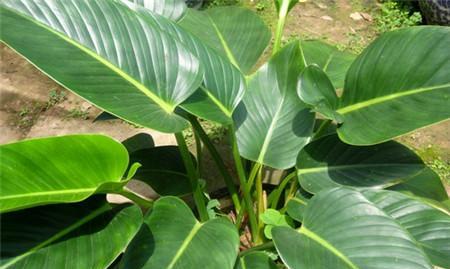 金钻植物的花语是什么？它在室内装饰中有什么寓意？