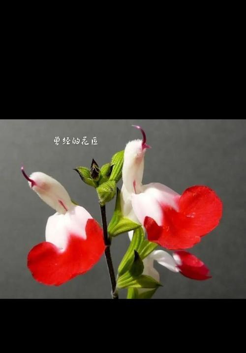 回忆过去美好的花语有哪些？