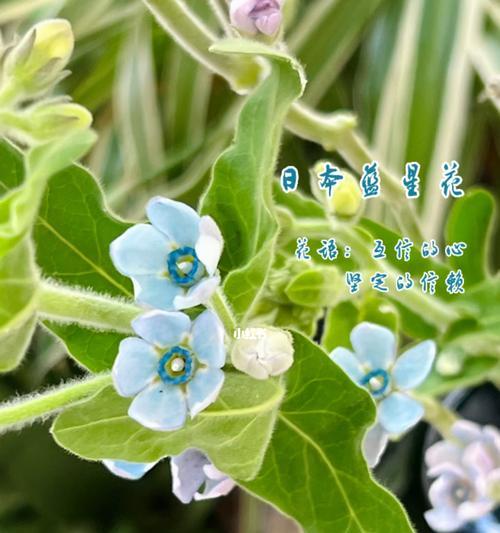 蓝星花的花语和寓意是什么？