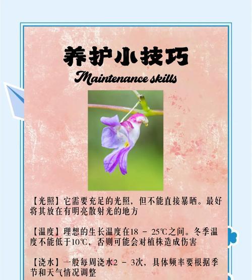 哪种花的花语寓意着财富和好运？