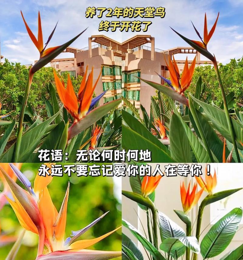 花语我永远不会忘记你是什么花？哪种花代表永恒？
