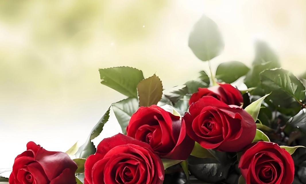 花语我永远不会忘记你是什么花？哪种花代表永恒？