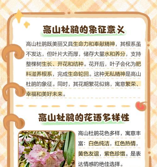简单花的寓意和花语是什么？它们如何传达简单之美？