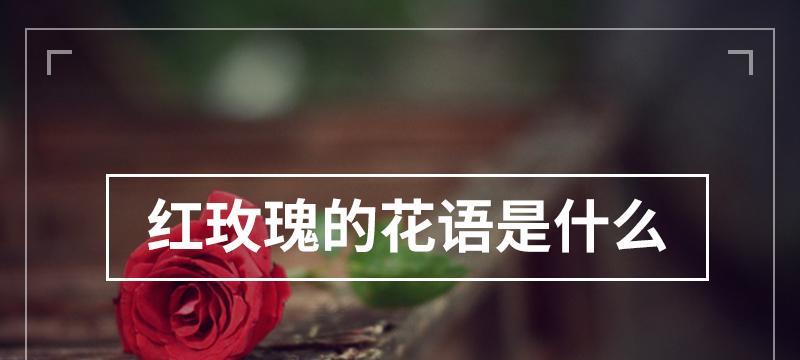 臭老师的小玫瑰花语有何特别之处？