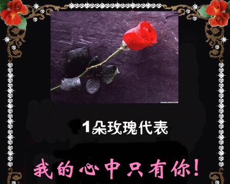 臭老师的小玫瑰花语有何特别之处？