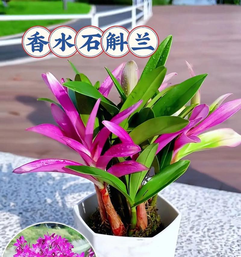 石斛兰花吉祥花语是什么？石斛兰有哪些吉祥寓意？